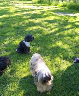 Arboga Hundrastgård hundrastgård