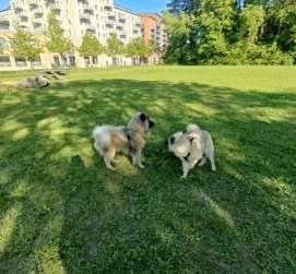 Gränby Hundrastgård hundrastgård