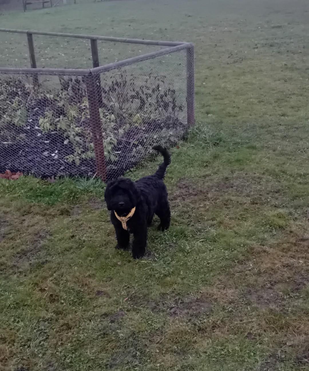 Hundrastplats Oxie Kristineberg hundrastgård