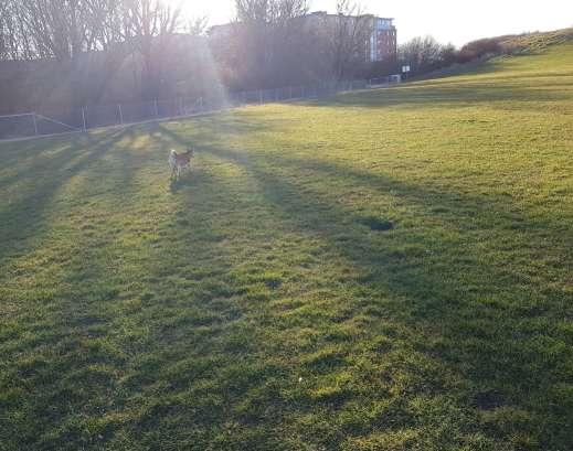 Lagunens hundrastplats hundrastgård