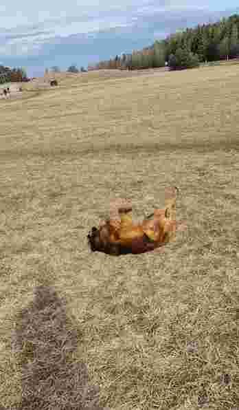 Nåntuna Hundrastgård hundrastgård