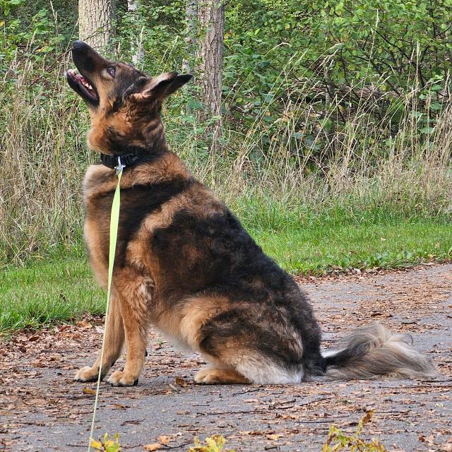 Sätra Ängen hundrastgård