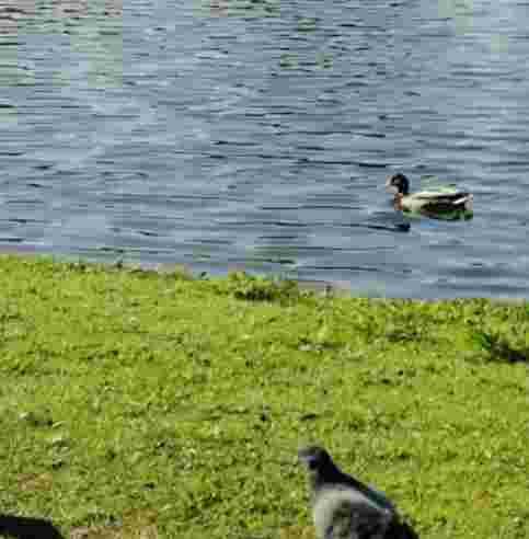 Slottsparken hundrastgård