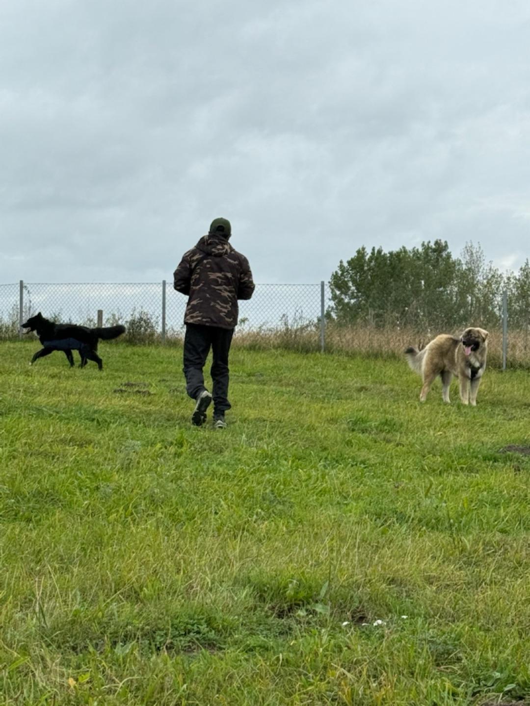 Grodans hus hundrastgård