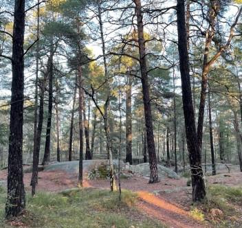 Solbergaskogen hundrastgård